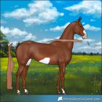 Horse Color:Chestnut Frame 