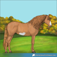 Horse Color:Chestnut Frame