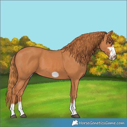 Horse Color:Chestnut Frame 