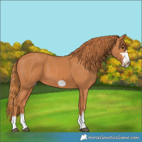 Horse Color:Chestnut Frame 