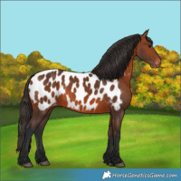 Horse Color:Bay Appaloosa 