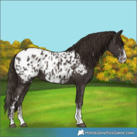 Horse Color:Liver Chestnut Sabino Splash Near Leopard and Liver Chestnut Sabino Near Leopard
