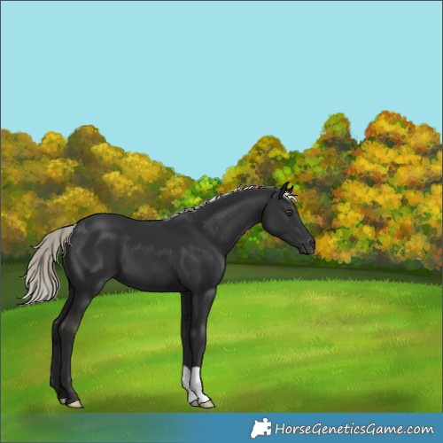 Horse Color:Liver Chestnut Mushroom 