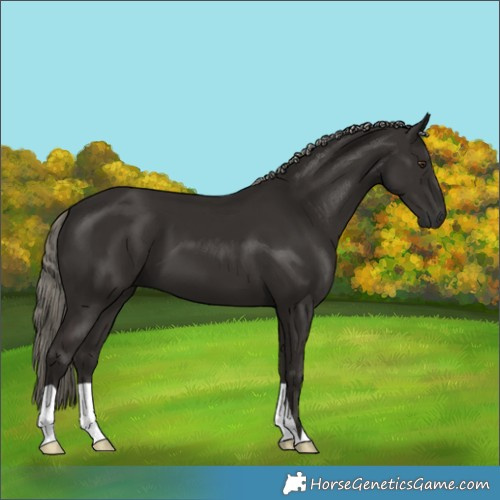 Horse Color:Liver Chestnut Mushroom 