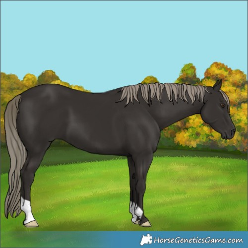 Horse Color:Liver Chestnut Mushroom 