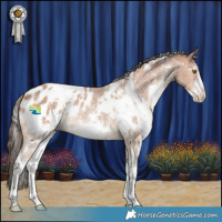 Horse Color:White Spotted Bay Sabino Appaloosa Rabicano