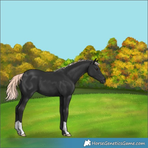 Horse Color:Liver Chestnut Mushroom 