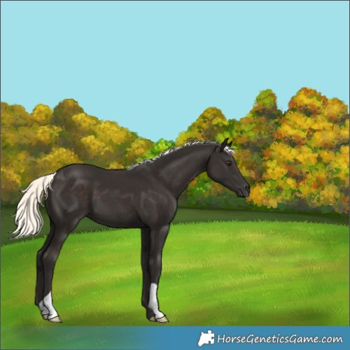 Horse Color:Liver Chestnut Mushroom 