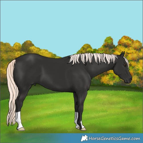 Horse Color:Liver Chestnut Mushroom 
