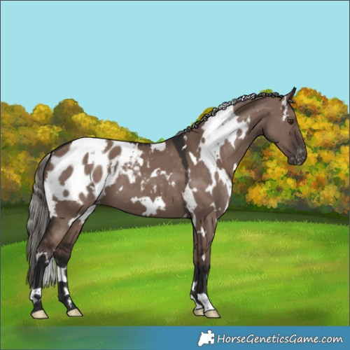 Horse Color:White Spotted Liver Red Dun Mushroom Appaloosa 