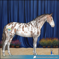 Horse Color:Bay Sabino Near Leopard 