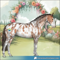 Horse Color:Bay Sabino Appaloosa 