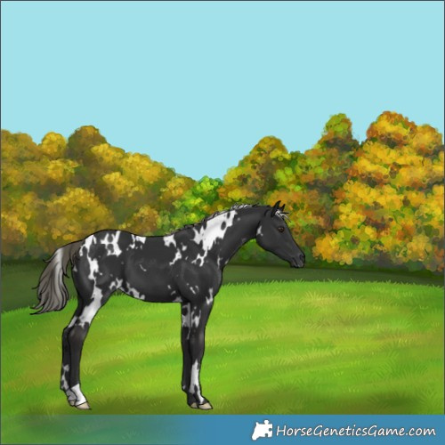 Horse Color:White Spotted Liver Chestnut Mushroom 