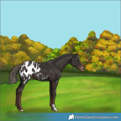 Horse Color:Liver Chestnut Mushroom Appaloosa 
