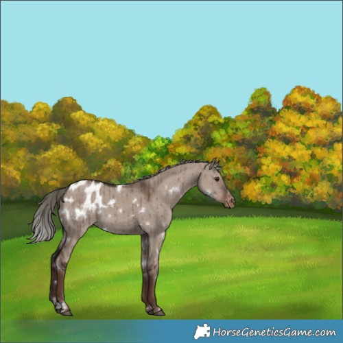 Horse Color:White Spotted Liver Red Dun Mushroom Appaloosa Brindle 