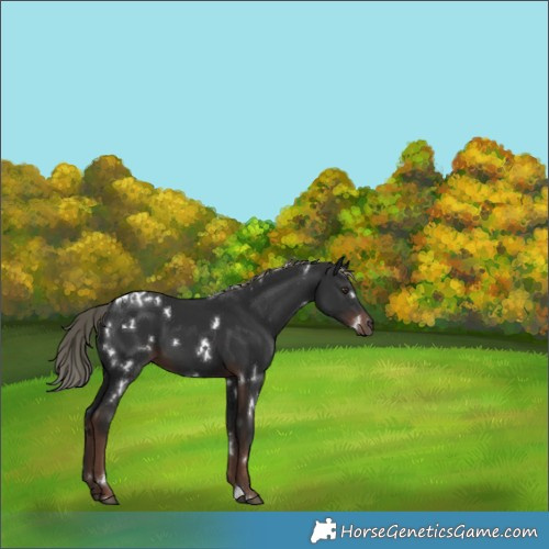 Horse Color:White Spotted Liver Chestnut Mushroom 