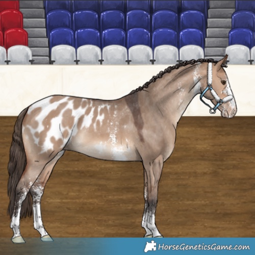 Horse Color:Bay Dun Sabino Blanket 