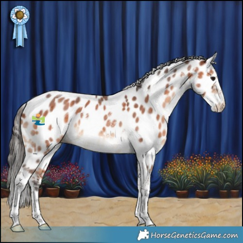 Horse Color:Bay Sabino Tobiano Appaloosa 