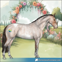 Horse Color:Bay Roan Sabino Appaloosa 