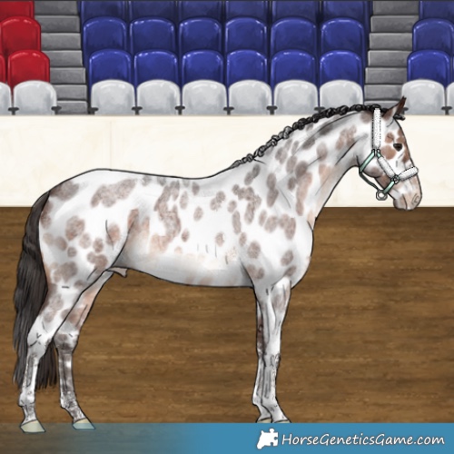 Horse Color:Brown Roan Sabino Leopard 