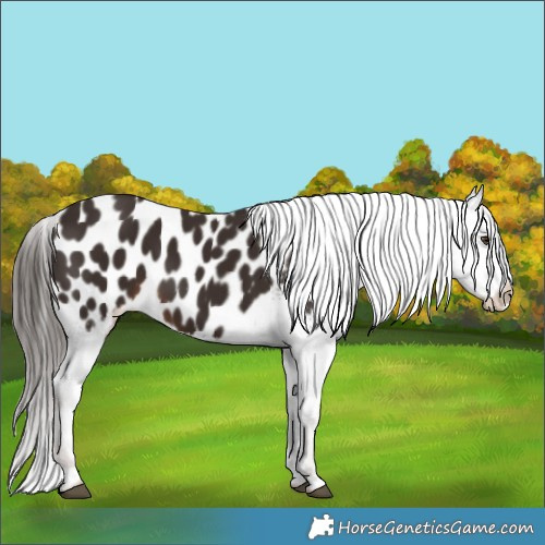 Horse Color:Liver Chestnut Appaloosa 
