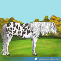 Horse Color:Liver Chestnut Blanket