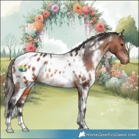 Horse Color:White Spotted Brown Appaloosa Rabicano 
