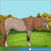 Horse Color:Liver Red Dun 