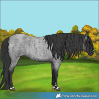 Horse Color:Blue Roan 
