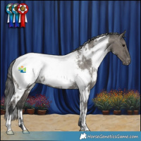 Horse Color:White Spotted Grullo Appaloosa Rabicano 