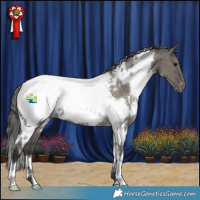 Horse Color:White Spotted Grullo Appaloosa Rabicano 