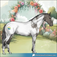 Horse Color:White Spotted Grullo Appaloosa Rabicano 
