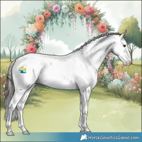 Horse Color:Bay Sabino Appaloosa Rabicano