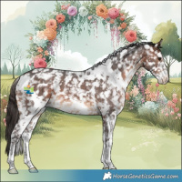Horse Color:White Spotted Brown Sabino Snowflake Varnish 