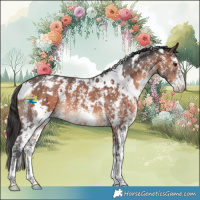 Horse Color:White Spotted Brown Sabino Appaloosa 