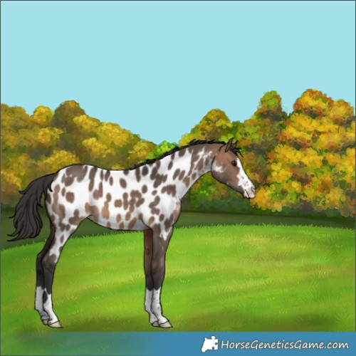 Horse Color:Brown Dun Appaloosa