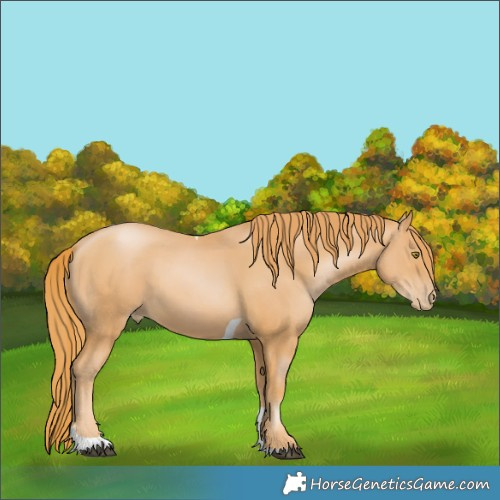 Horse Color:Chestnut Pearl Tobiano 