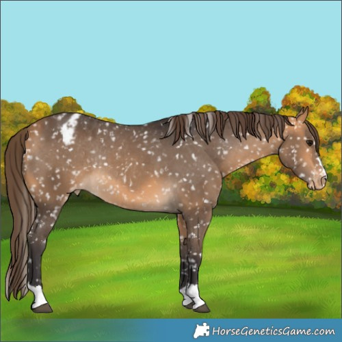 Horse Color:Unknown 