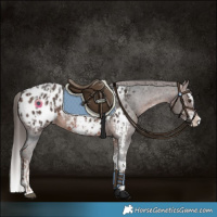 Horse Color:Liver Chestnut Sabino Splash Appaloosa  and Brown Sabino Splash Appaloosa 