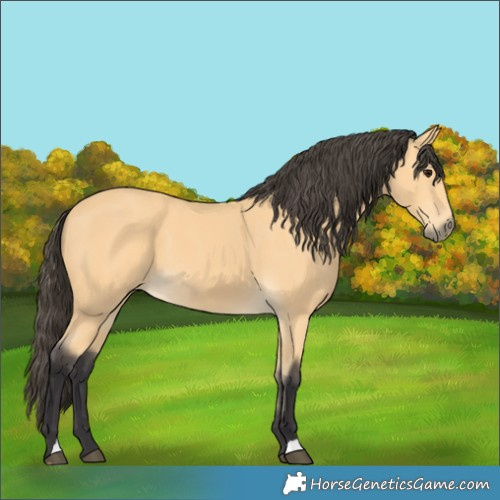 Horse Color:Buckskin 