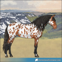 Horse Color:Bay Appaloosa 