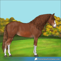 Horse Color:Chestnut 