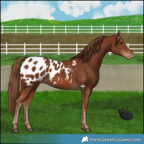 Horse Color:Chestnut Blanket 