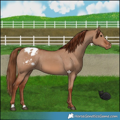 Horse Color:Red Dun Appaloosa 