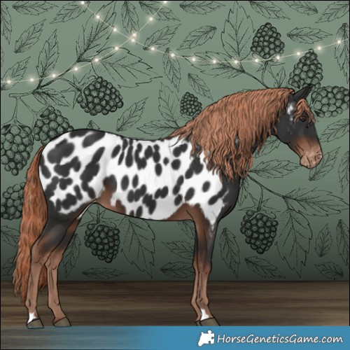 Horse Color:Liver Chestnut Appaloosa 
