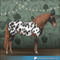 Horse Color:Liver Chestnut Appaloosa 