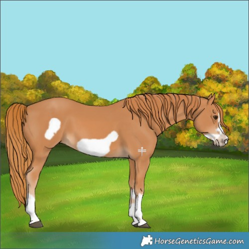 Horse Color:Chestnut Frame 