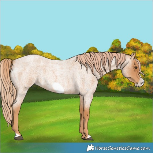 Horse Color:Red Roan Frame 