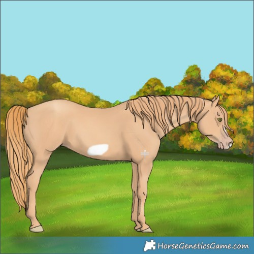 Horse Color:Gold Champagne Frame 