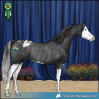 Horse Color:Black Splash Appaloosa Rabicano 